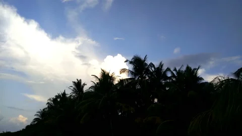 Leaves of palm trees on a blue sky background. Stock Footage 91286675