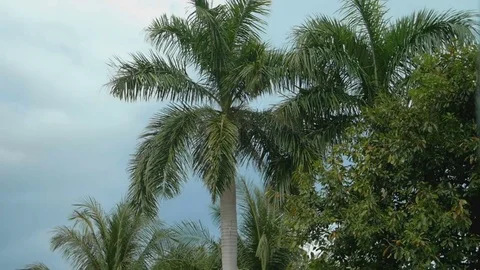 The leaves of palm trees on a sky background Stock Footage 73588923