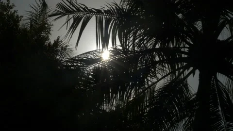 Leaves of palm trees in sunlight. Stock Footage 90640237