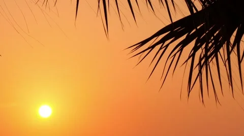 Leaves of palm trees at sunset 1 Stock Footage 54201559