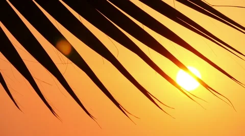 Leaves of palm trees at sunset 2 Stock-Footage 54201413