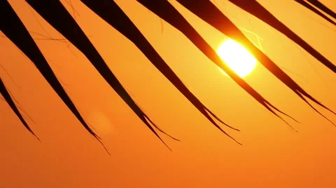 Leaves of palm trees at sunset 5 Stock-Footage 54200960