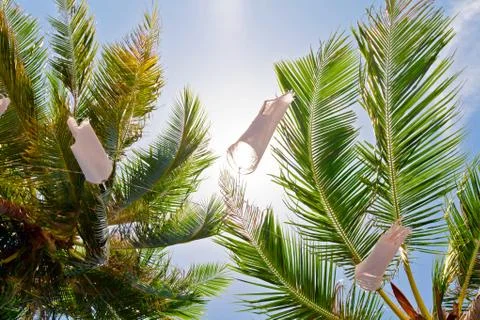 Leaves of palms Stock Photos