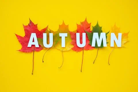Leaves of paper fall red, orange, yellow leaf fall. Autumn concept Stock Illustration