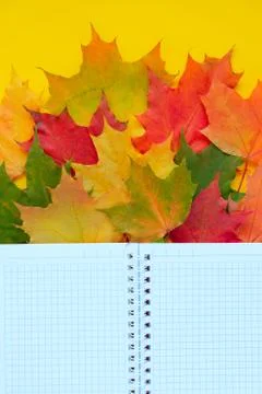 Leaves of paper fall red, orange, yellow leaf fall. Illustrazione stock