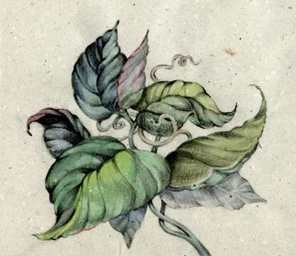 The leaves on paper Stock Illustration