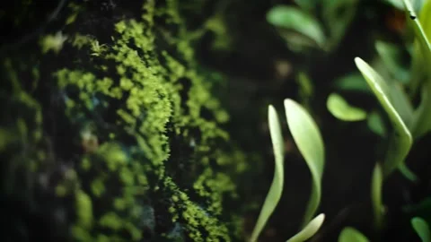 Leaves parasites moss Video stock 205425543