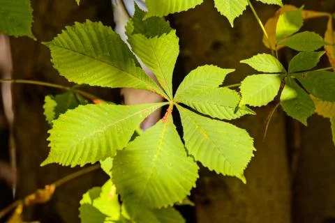 Leaves in the park Stock Photos