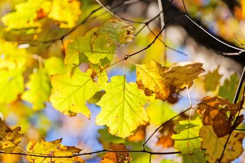 Leaves in the park Stock Photos