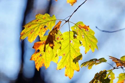 Leaves in the park Stock Photos