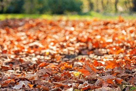 Leaves in the park Stock Photos