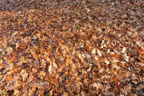 Leaves in the park Stock Photos