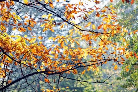 Leaves in the park Foto stock