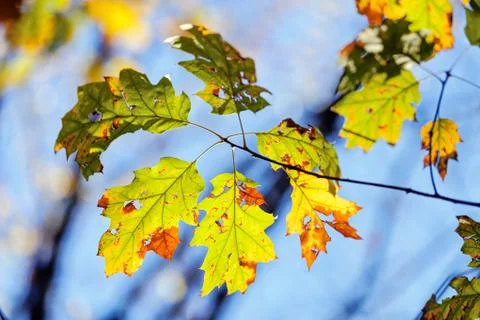 Leaves in the park Stock Photos