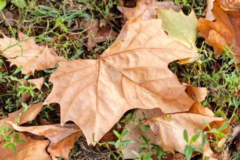 Leaves in the park Stock Photos
