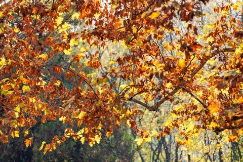 Leaves in the park Stock Photos