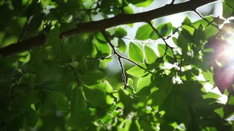 Leaves Of A Park Tree Video stock 11852160