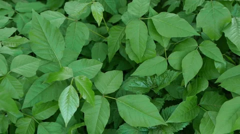 Leaves patch #2 close up looking down on 스톡 동영상 5146873