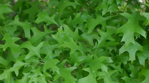 Leaves patch close up looking down on 스톡 동영상 5147370