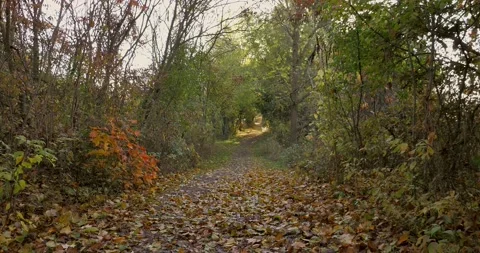 Leaves on a path Stock Footage 220376235