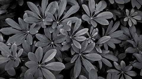 Leaves pattern for background at garden park in black and white or monochrome Stock Photos
