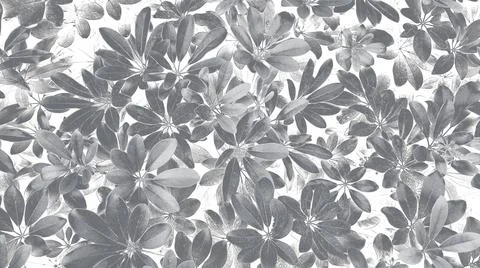 Leaves pattern for background at garden park in black and white Stock Photos