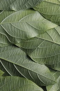 Leaves pattern background, green botanical design Stock Photos