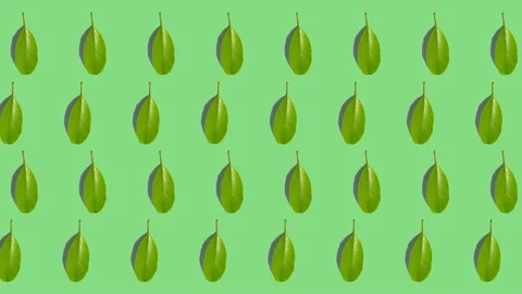 Leaves pattern with green background Stock Footage 237910472