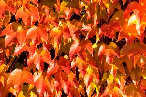 Leaves pattern orange Stock Photos