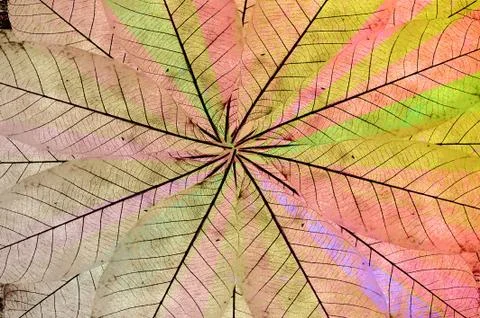 Leaves pattern Stock Photos