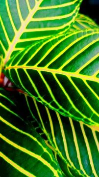 Leaves pattern Stock Photos