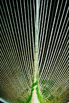 Leaves pattern of royal palm tree Latin name Cilicica pine tree Copyright:... Foto stock