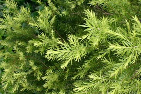 Leaves Patterns Stock Photos