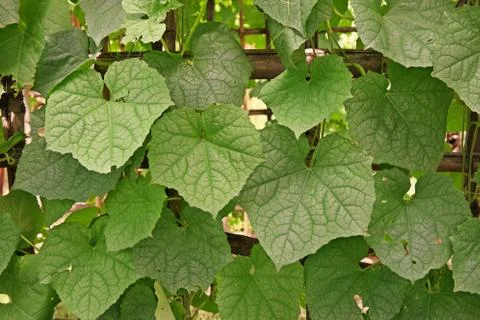 Leaves patterns of vine vegetable in Cucurbitaceae family Stock Photos