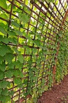 Leaves patterns of vine vegetable in Cucurbitaceae family Stock Photos