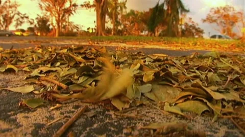 Leaves on Pavement Being Blown After Hurricane Wilma Stock Footage 291000588