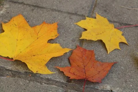 Leaves on the pavement Stock Photos