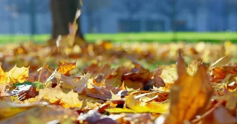 Leaves Peacefully Falling To The Ground Off A Tree Stock Footage 75333299