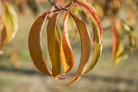 Leaves of peach tree Stock Photos
