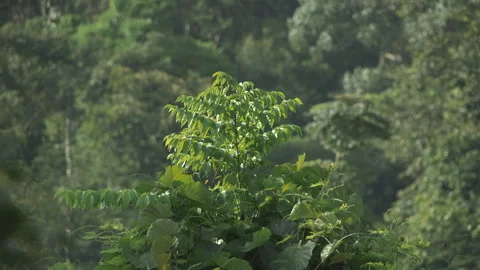 Leaves Peaking Over Canopy, Mount Leuser National Park, Sumatra, Indonesia, HD Stock Footage 141563542