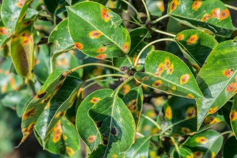 Leaves with pear rust Stock Photos