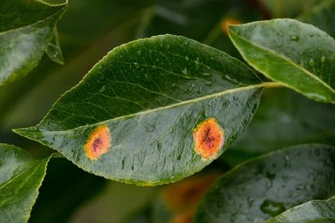 Leaves with pear rust Foto stock