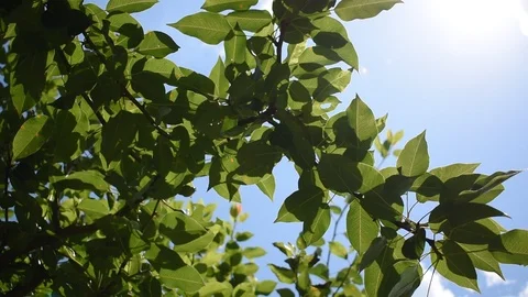 Leaves of pears. Blue sky. Breeze. The sounds of nature Stock Footage 109540772
