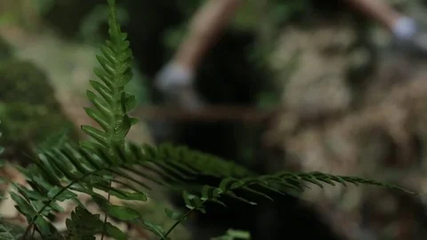 Leaves with people walking on footbridge in background Stock Footage