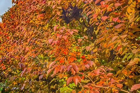 Leaves of persimmon trees Stock Photos
