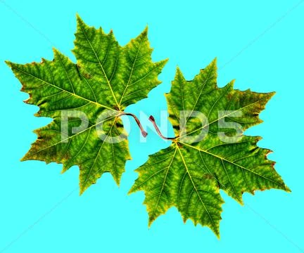 Leaves Stock Photos