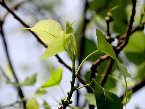 Leaves 스톡 사진