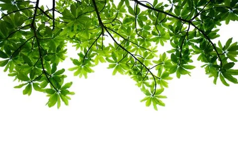 Leaves Stock Photos