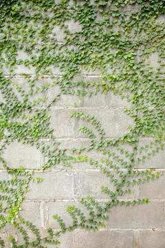 Leaves Stock Photos