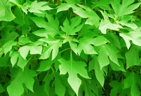 Leaves Stock Photos